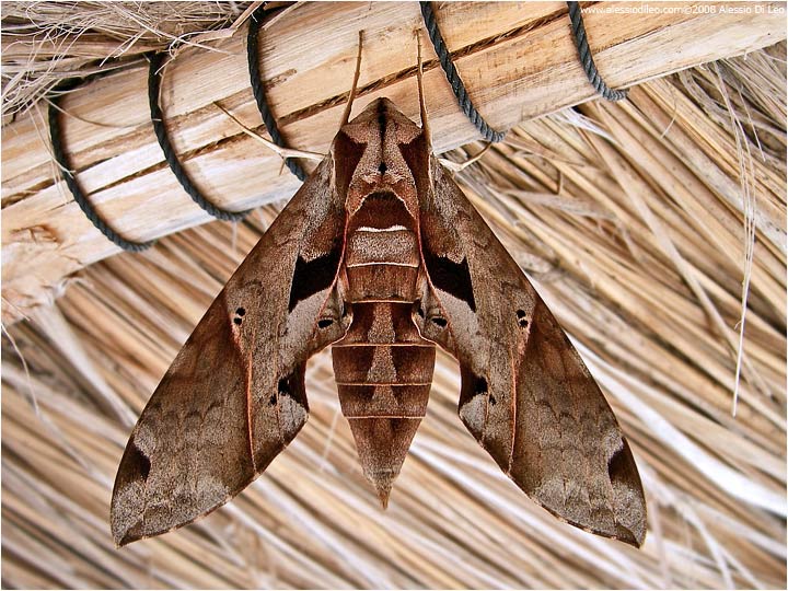 Eumorpha satellita