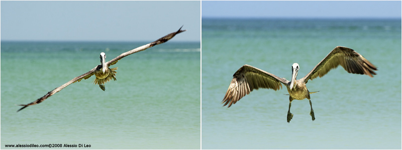 Ammaraggio di un pellicano bruno