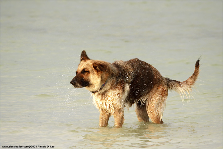 Conga, il simpatico cane lupo che ci ha tenuto compagnia