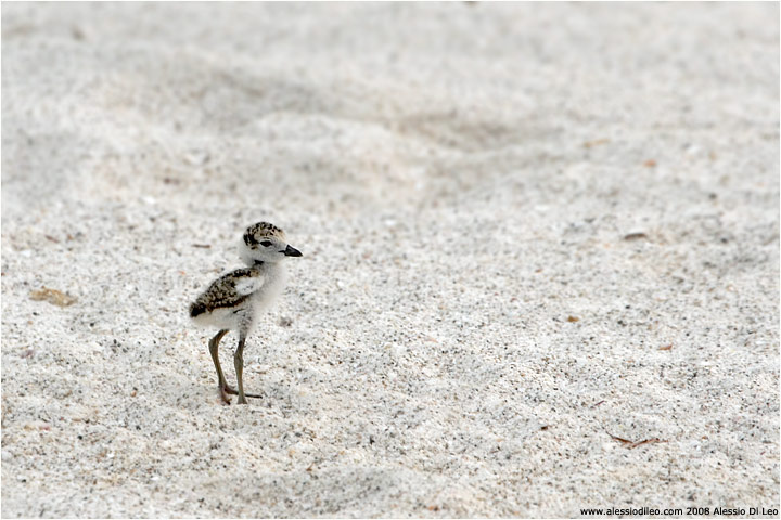 Holbox_punta_norte_032.jpg