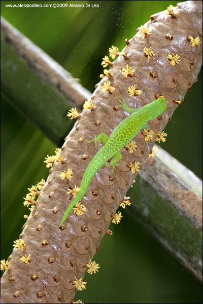 Frutto maschile del Coco de Mer - Seychelles