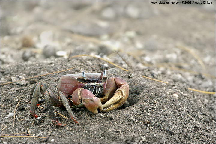 Granchio gigante delle mangrovie - Giant mangrove crab - [Cardisoma carnifex]- Seychelles