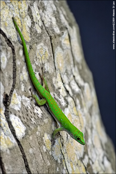 Phelsuma sp - Seychelles