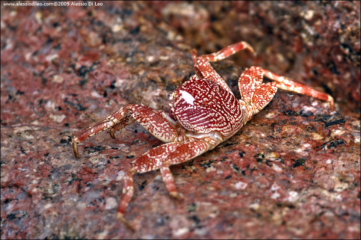 Red rock crab [Geograpsus stormi] - Seychelles