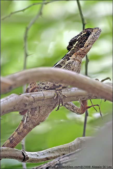 Basilisco - [Basiliscus basiliscus]