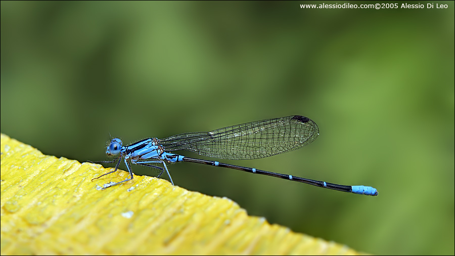 Ischnura