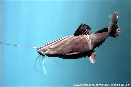Pesce gatto Rhamdia sacrificii