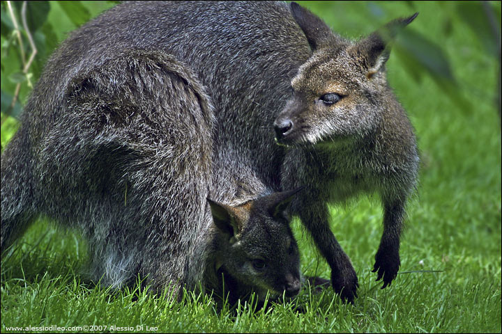 Canguro grigio [Macropus fulginosus] - Sydney