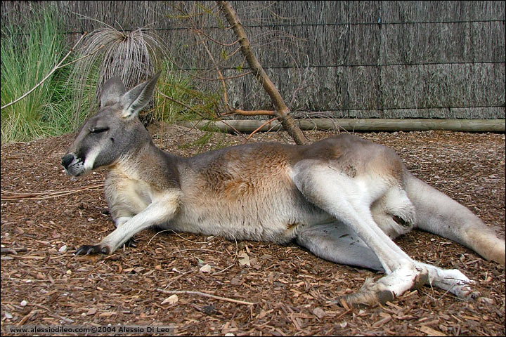 Canguro rosso [Macropus rufus] - Sydney