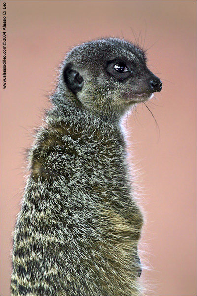 Suricati [Suricata suricatta] - Sydney