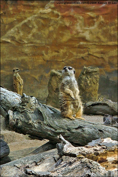 Suricati [Suricata suricatta] - Sydney