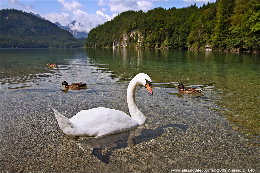 Alpsee