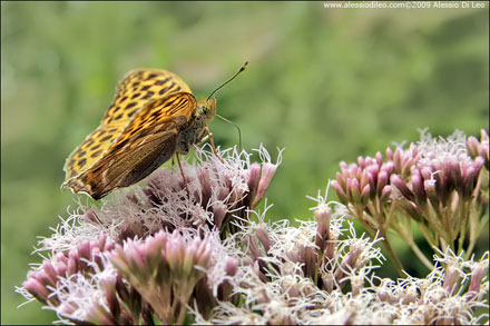 Nymphalidae