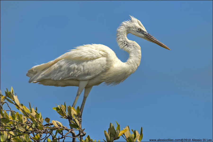 Airone schistaceo [Egretta gularis]