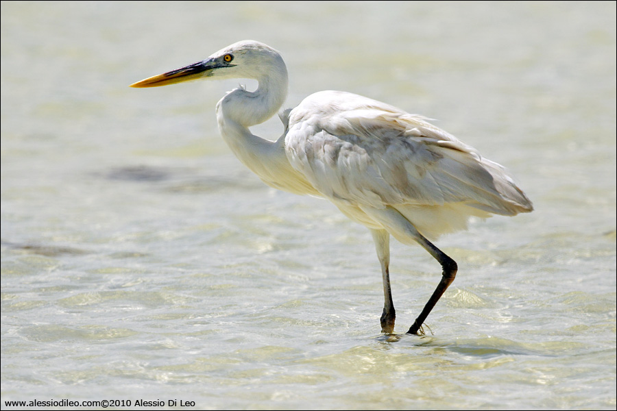 Airone schistaceo [Egretta gularis]