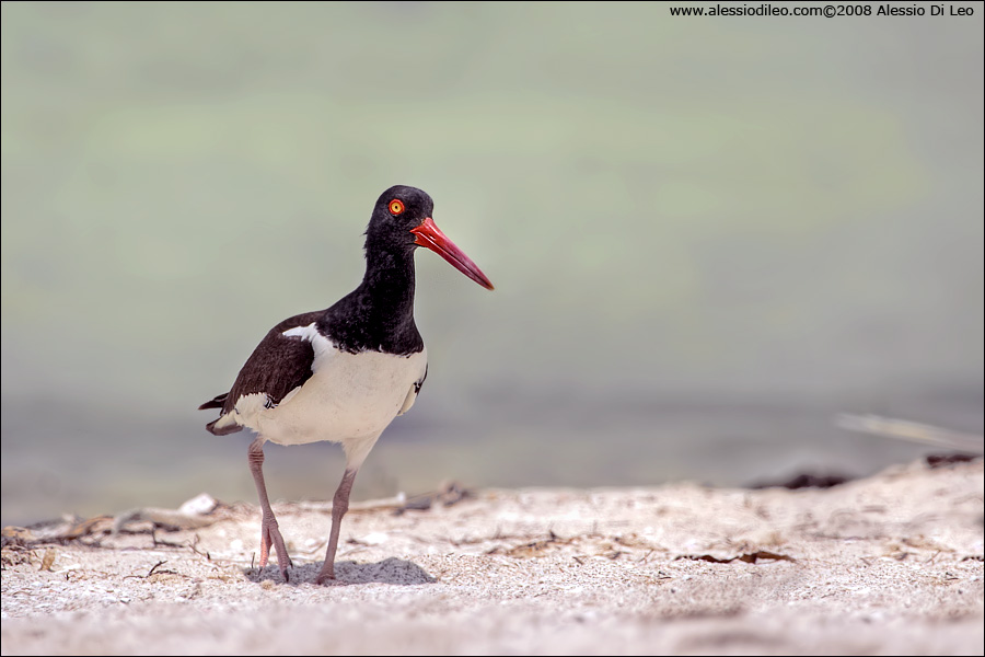 Beccaccia di mare americana [Haematopus palliatus]