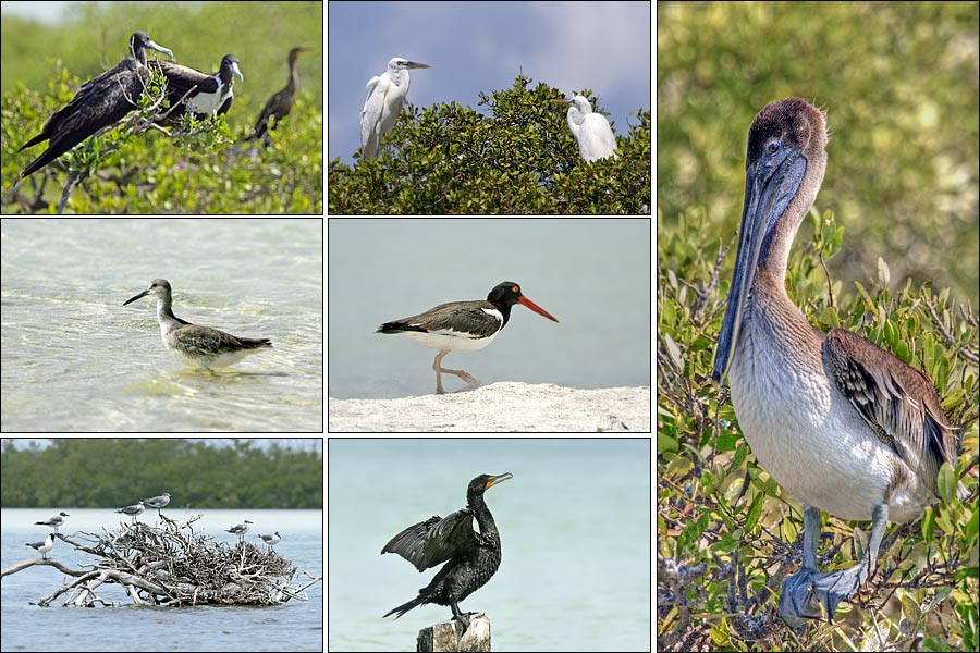 Isla Pasion wildlife