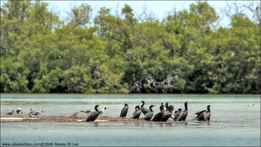 Cormorani [Phalacrocorax auritus]