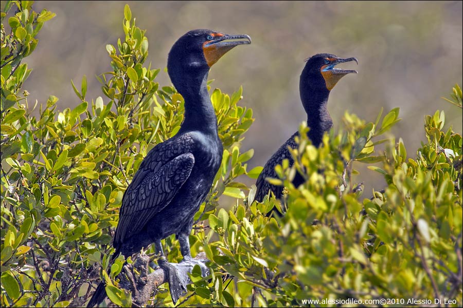 Cormorani [Phalacrocorax auritus]