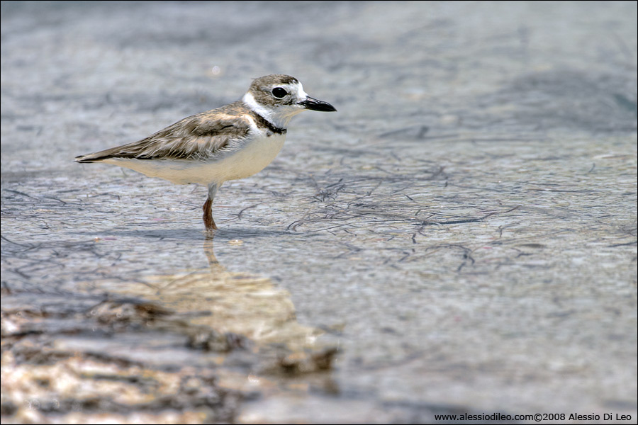Corriere di Wilson [Charadrius wilsonia] - Isla Holbox
