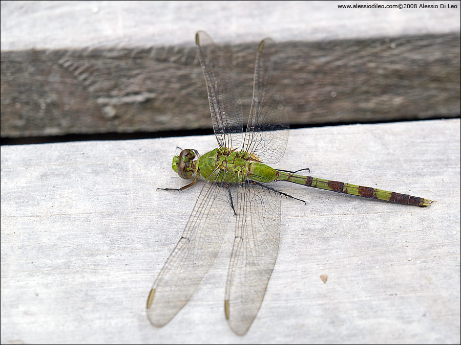 Erythemis simplicicollis
