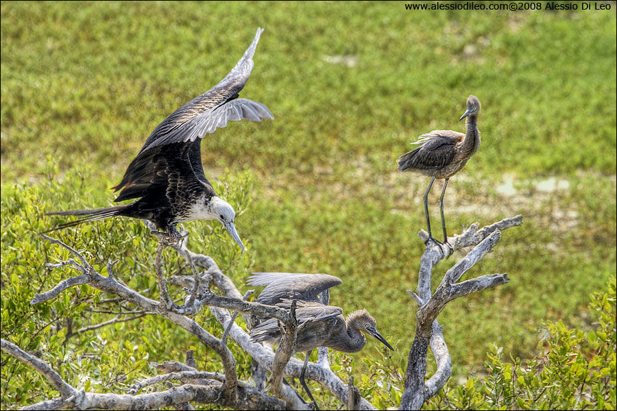 Una fregata disturba due giovani Reddish egret