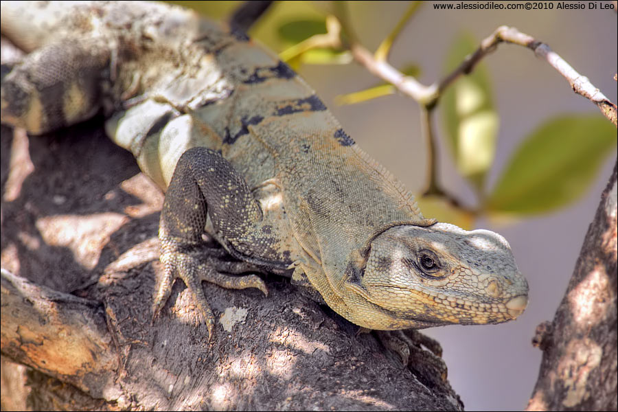 Iguana nera [Ctenosaura similis]
