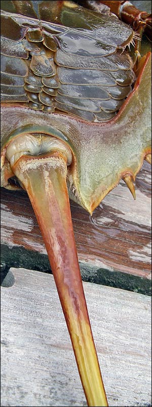 Limulo [Limulus polyphemus]