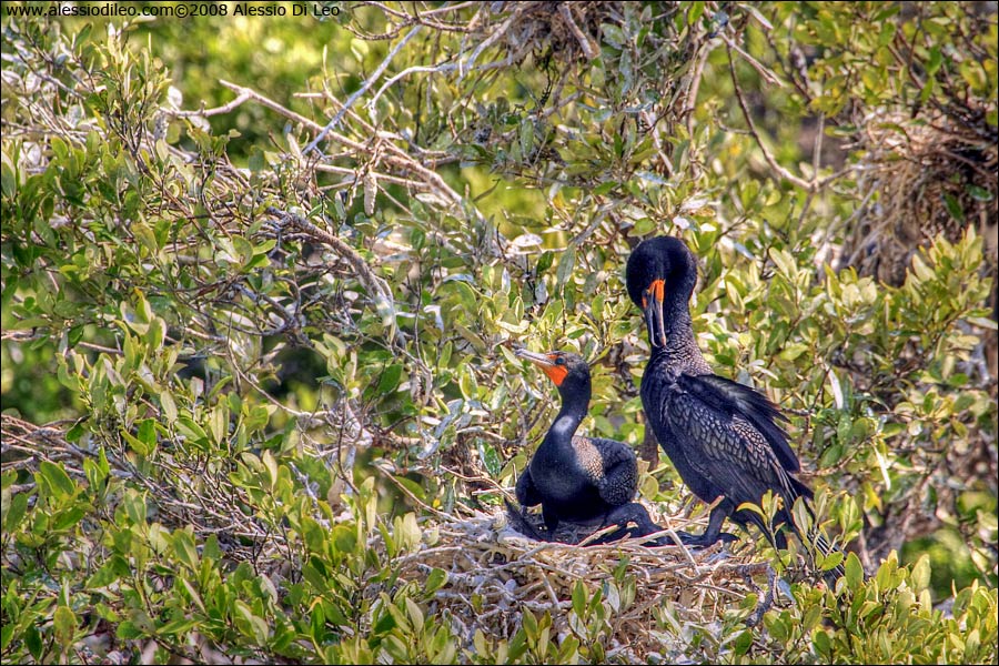 Nido di cormorani [Phalacrocorax auritus]