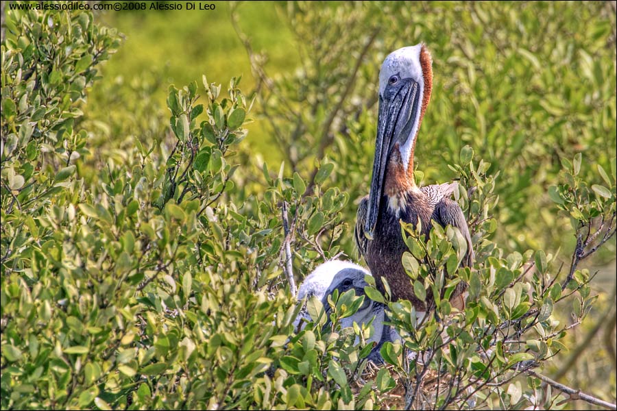 Nido di pellicano bruno [Pelecanus occidentalis]