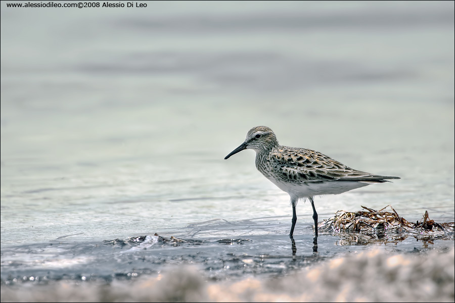 Piro piro dorsobianco [Calidris fuscicollis]