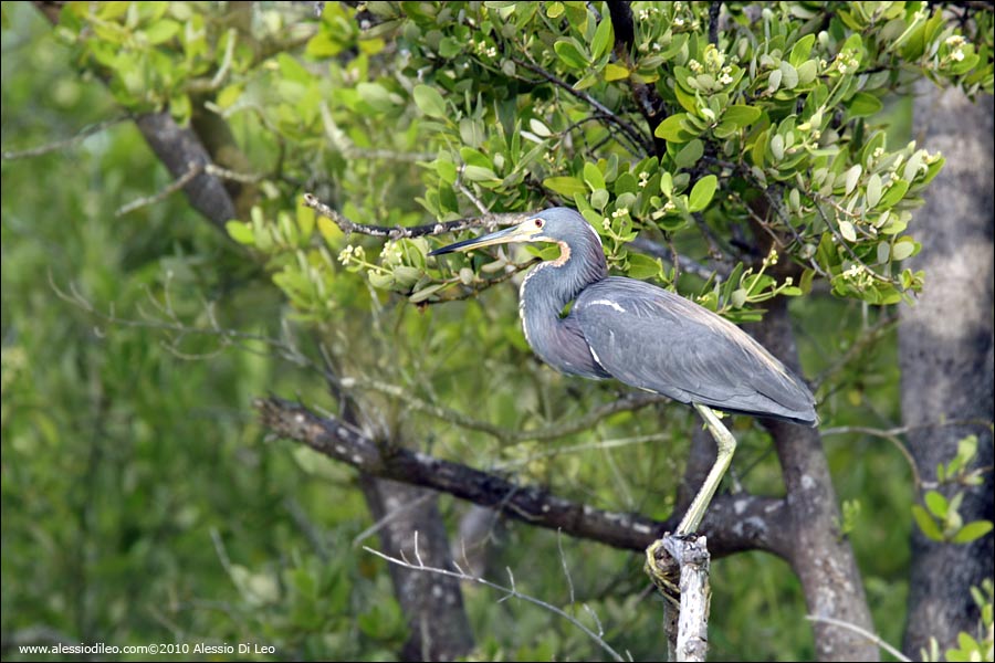 Tricolored heron