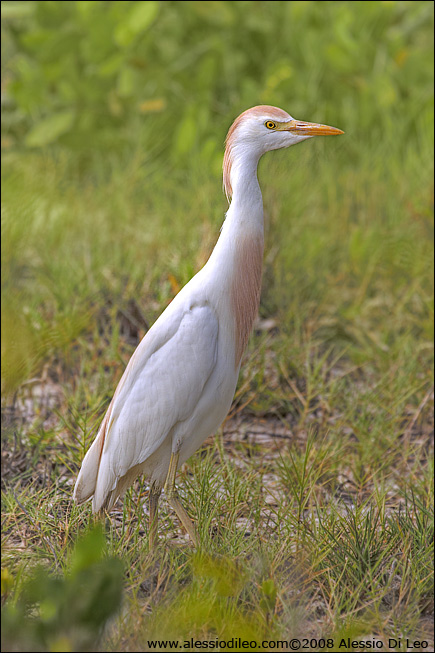 Airone guardabuoi [Bubulcus ibis]