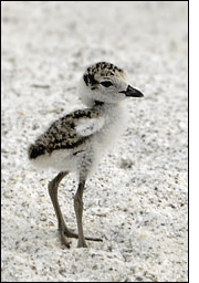 Corriere di Wilson [Charadrius wilsonia] - Isla Holbox