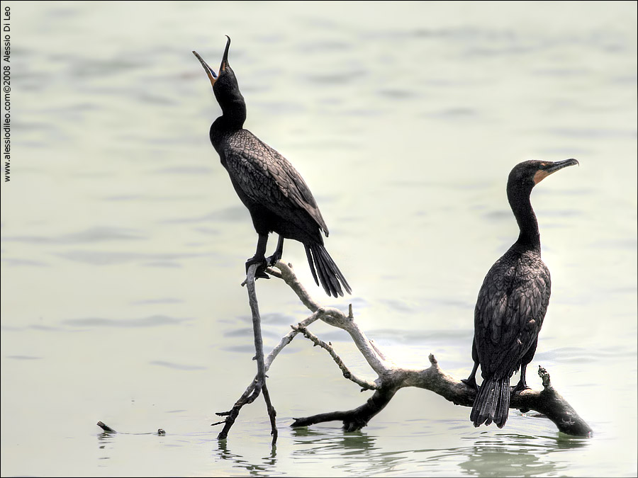 Cormorani [Phalacrocorax auritus] - Isla Holbox