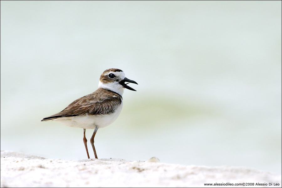 Corriere di Wilson [Charadrius wilsonia] - Isla Holbox