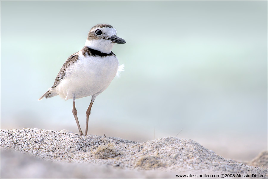 Corriere di Wilson [Charadrius wilsonia] - Isla Holbox