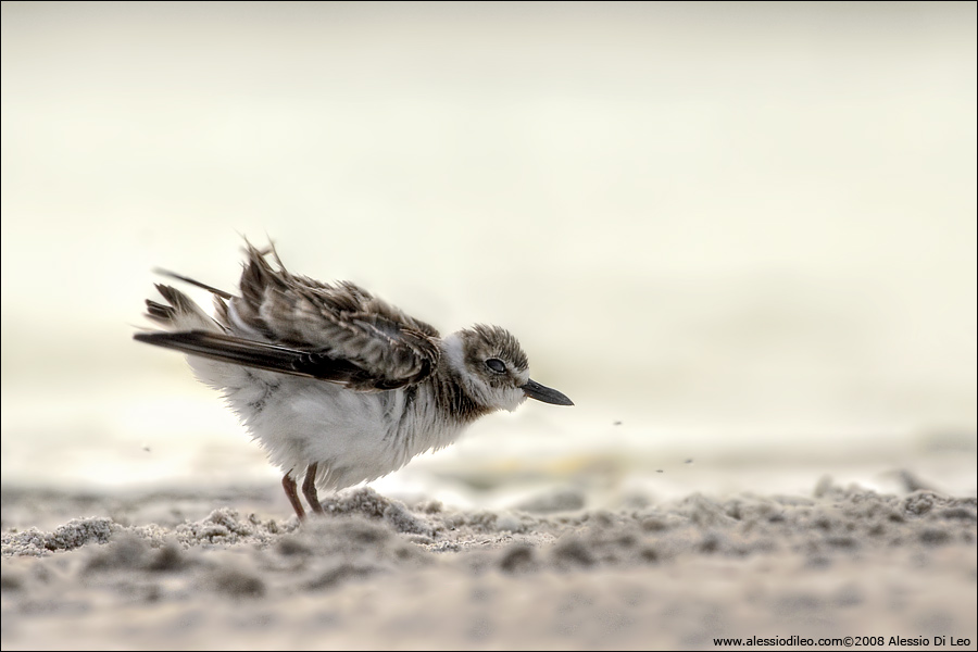 Corriere di Wilson [Charadrius wilsonia] - Isla Holbox