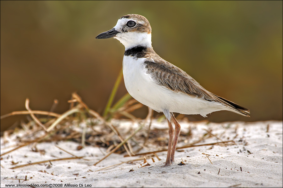 Corriere di Wilson [Charadrius wilsonia] - Isla Holbox