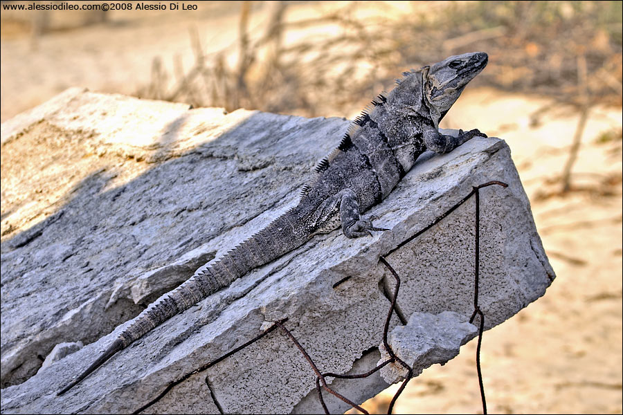 Iguana nera [Ctenosaura similis] - Isla Holbox