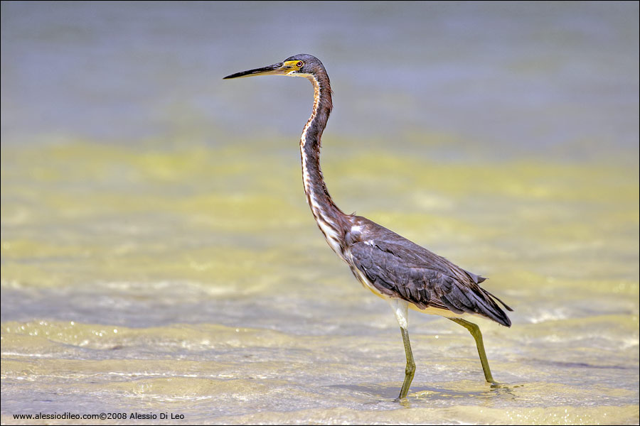 Airone della Luisiana [Egretta tricolor] - Isla Holbox