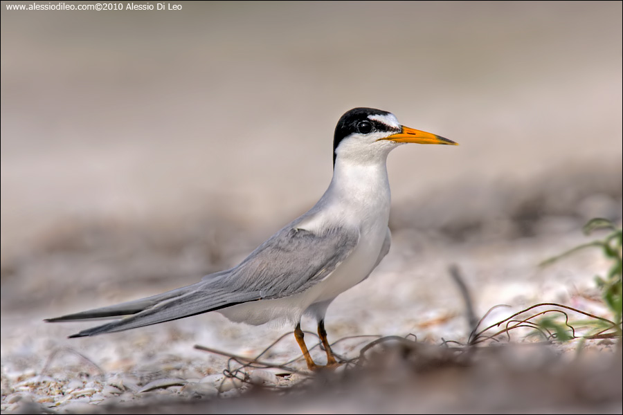 Fraticello americano [Sternula antillarum]
