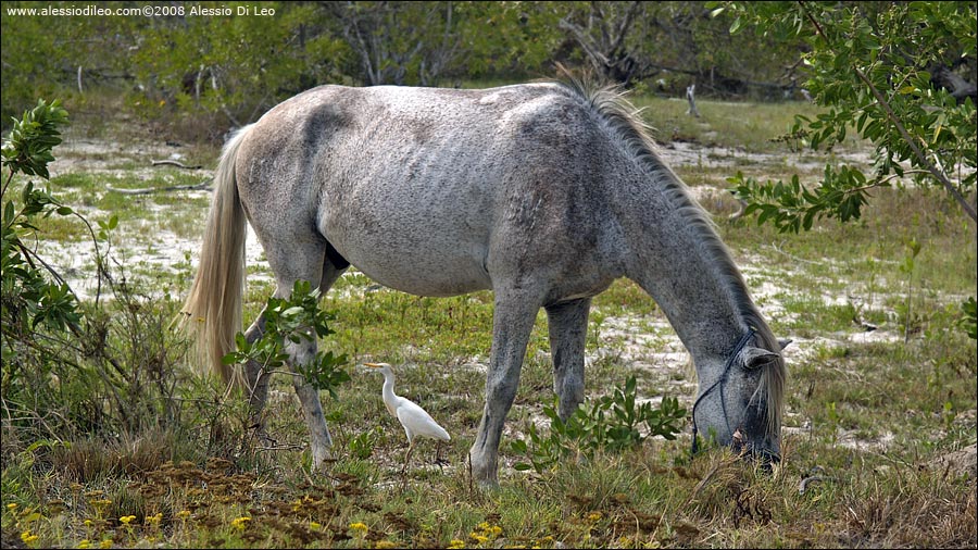 Airone guardabuoi [Bubulcus ibis] - Isla Holbox