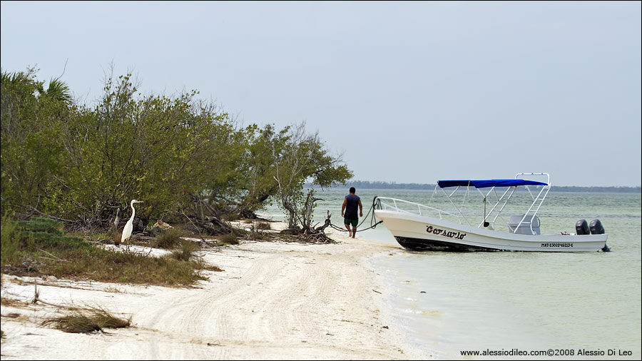 Airone bianco [Ardea alba] - Isla Holbox