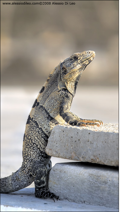 Iguana nera [Ctenosaura similis]