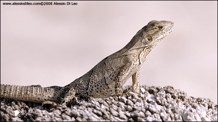 Iguana nera [Ctenosaura similis]