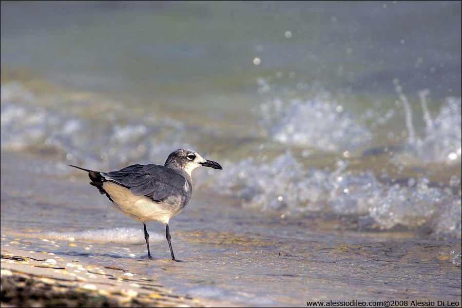 Gabbiano sghignazzante [Larus atricilla] - Isla Holbox