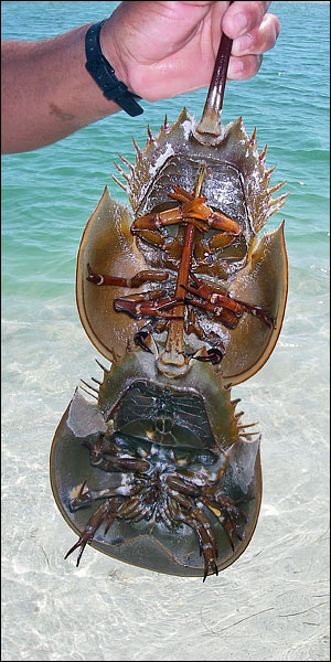 Limulo [Limulus polyphemus] - Isla Holbox