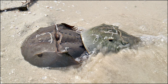 Limulo [Limulus polyphemus] - Isla Holbox