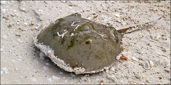Limulo [Limulus polyphemus] - Isla Holbox